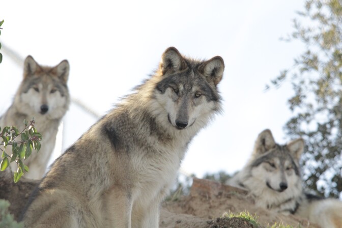 Three white, gray and black wolves look toward the camera.