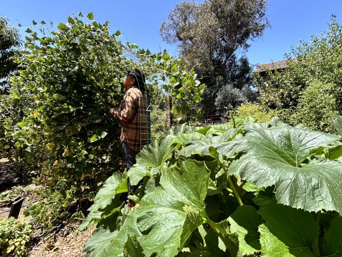 A woman wearing an orange long-sleeve flannel and jeans is standing between a metal fence inspecting the green, leafy tomato plant growing through it on a clear, sunny morning. Plants and trees are almost as far as the eye can see, save the brown roof of a home peaking out behind the property line on the back right.