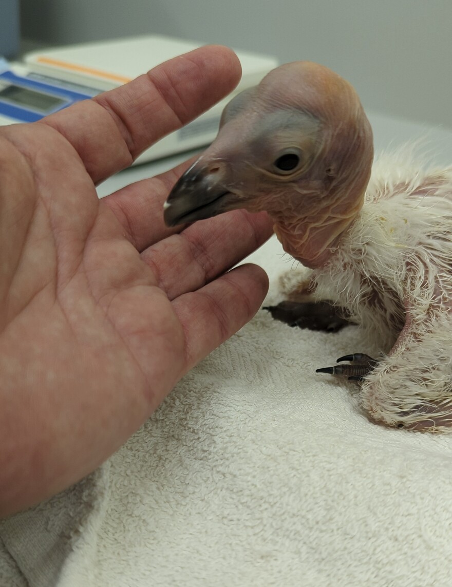 A hand with light skin tone holds up a condor chick head. The chick is sitting on a white towel.
