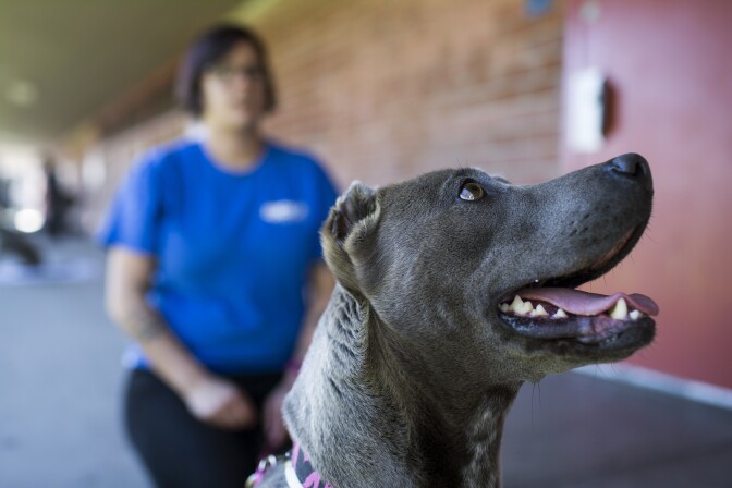 A student works with Diamond during spcaLA's humane education after-school program at Bunche Middle School in Compton on Tuesday afternoon, March 8, 2016. Besides dog training, and learning about spay and neuter, students also take part in team-building exercises that get them to communicate feelings with each other and adults.