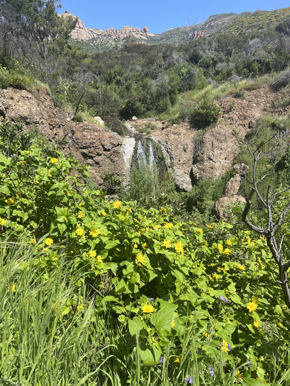 A waterfall is seen in the distance over a patch of small yellow wildflowers. 