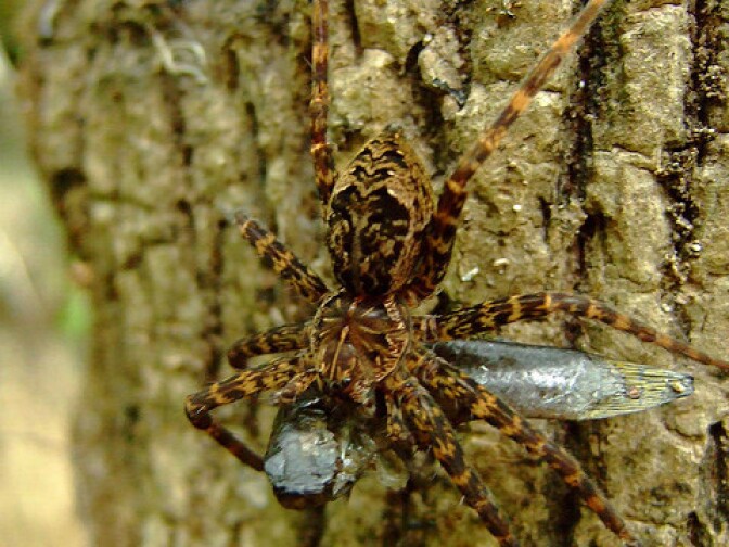 Dolomedes okefinokensis feeding on small fish (probably mosquitofish Gambusia holbrooki) in swamp in Big Cypress National Preserve, Florida.

