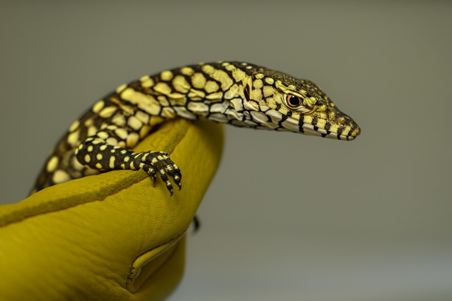 A close-up of a long necked lizard from the arms up. It's covered in tan spots, a contrast to its medium-brown skin. A yellow-gloved hand is holding it up for the camera.