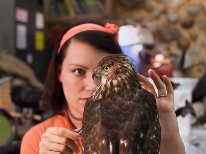 Allis Markham puts the finishing touches on a female Cooper's hawk at the Natural History Museum on April 24th, 2013.