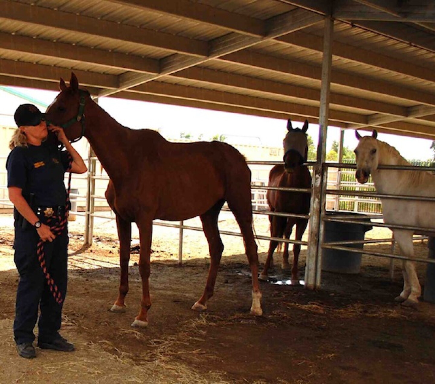 OfficerFULLERcomfortsABANDONEDhorse.jpg