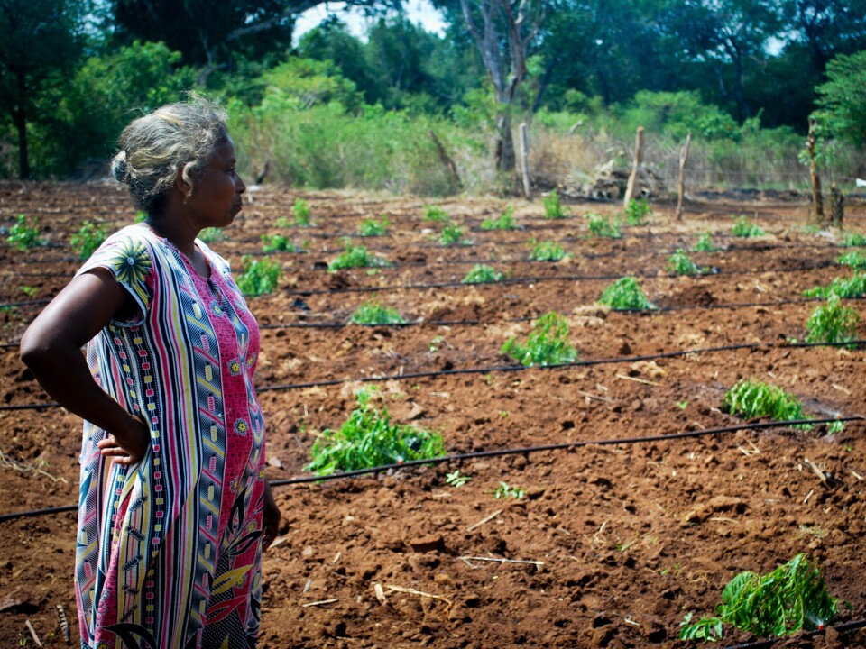A producer from a Palmera supported papaya project in Vavuniya looks over her new harvest.