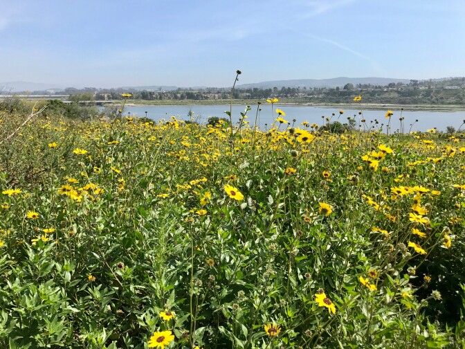 A sea of bush sunflowers above Upper Newport Bay. 