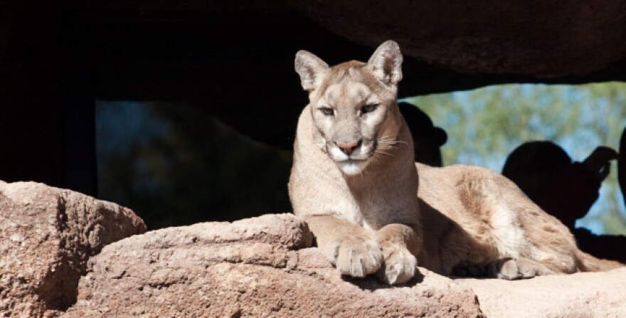 mountain_lion_405_fwy.jpg