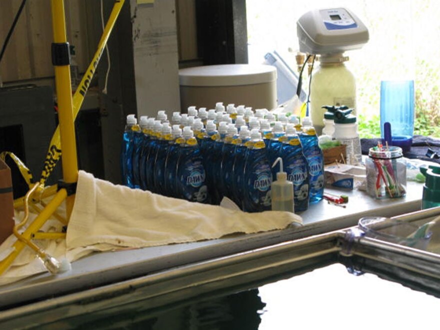 At a warehouse turned bird bathhouse in Venice, La., dozens of bottles of Dawn stand like soldiers behind a row of deep sinks.