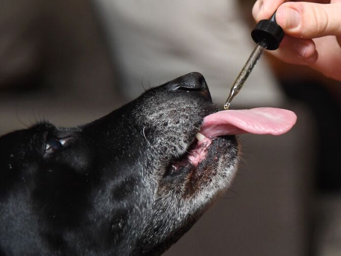 Brett Hartmann gives his dog, Cayley, a six-year-old-Labrador Retriever, drops of a cannabis-based medicinal tincture to treat hip pain and anxiety on June 8, 2017 at his home in Los Angeles, California.