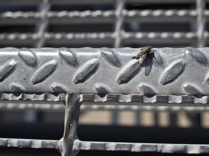 A fly lands atop the U.S. Bank Tower in downtown Los Angeles on Thursday morning, Sept. 24, 2015 as entomologists from the Natural History Museum place a malaise trap to catch insects in the urban area. The trap, which sits 1,000 feet above ground, will be monitored weekly.