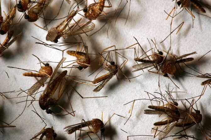 A field sample of mosquitoes that could carry West Nile Virus is seen at the offices of the Riverside County Department of Environmental Health on April 26, 2007 in Hemet, California.