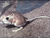 A small brown-gray rat with cute, big eyes perches on its large haunches.