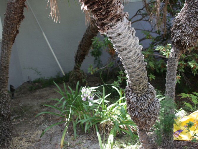 The little water left for Krasne's landscaping comes from her air conditioning condensate drain. Landscaping is 70 percent of Beverly Hills' water use. 