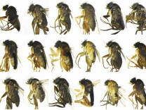 30 new species of flies.