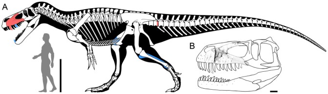 Reconstruction of Torvosaurus gurneyi in lateral view. 