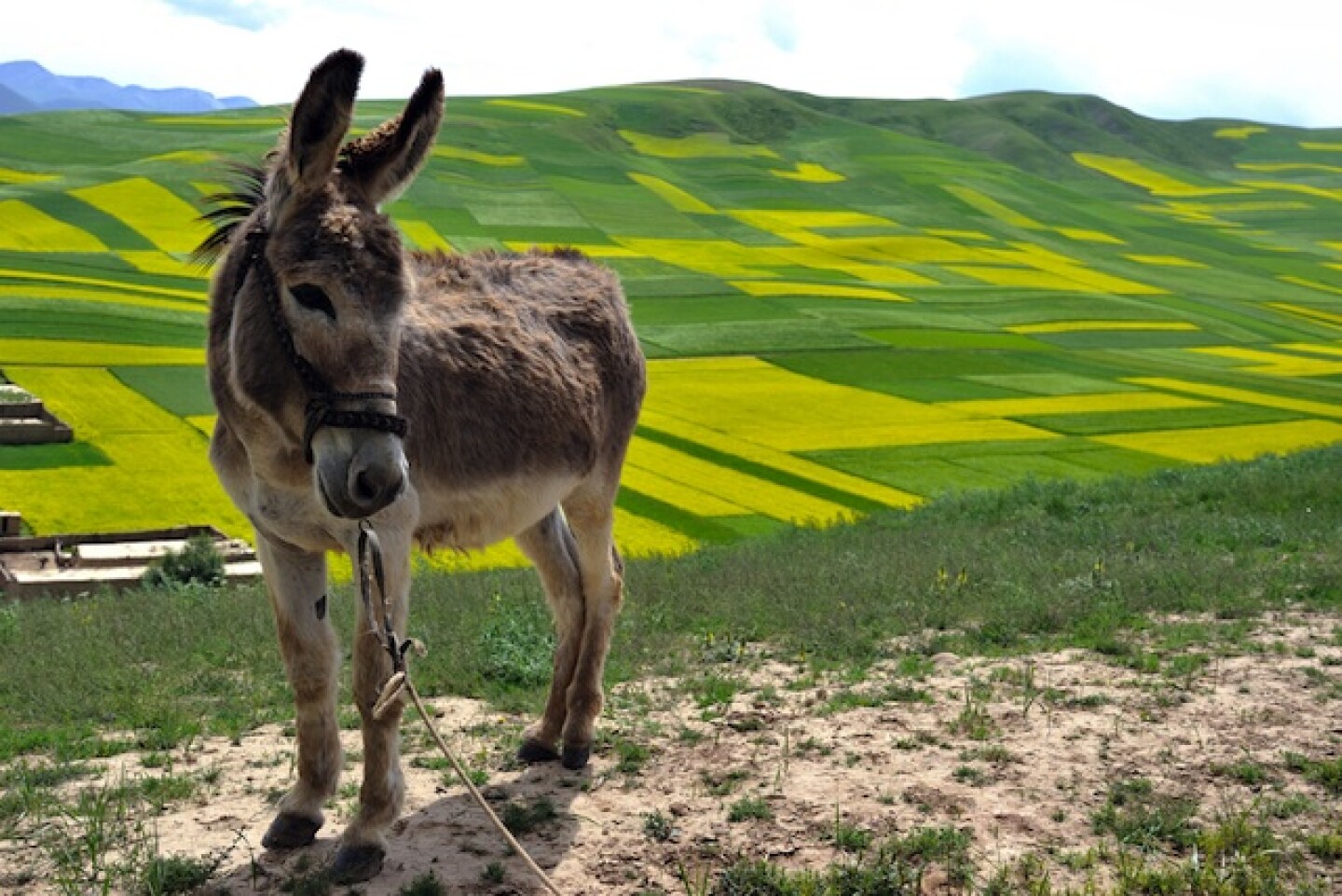 donkey.jpg