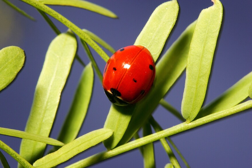 MORONGO VALLEY, CA - APRIL 11: A ladybug crawls on new honey mesquite leaves as recovery from a 2005 wildfire continues at Big Morongo Wildlife Preserve on April 11, 2007 in Morongo Valley, California. The preserve, faces the prospect of being affected by a proposed plan to build power lines and transmission towers to deliver "green" energy to Los Angeles from geothermal, solar, and nuclear sources in southeastern California near the Salton Sea, and Arizona. The 85-mile-long "Green Path" energy corridor being pushed by Los Angeles Mayor Antonio Villaraigosa to bring nonpolluting power to Los Angeles would cut through two desert wildlife preserves, a national forest, and Pioneertown, a set used in the filming of countless westerns. The Los Angeles Department of Water and Power (DWP) and the mayor have been condemned by more than a dozen preservation and community groups for the project that threatens to destroy wildlife corridors, natural areas, and vistas. Big Morongo Canyon, west of Joshua Tree National Park, is designated by the Bureau of Land Management as an Area of Critical Environmental Concern and is one of the 10 largest cottonwood and willow riparian, or stream, habitats in California. (Photo by David McNew/Getty Images)