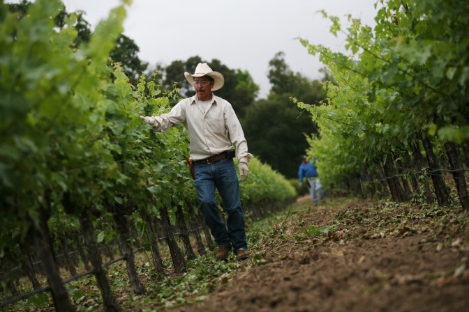 A vineyard worker for a Napa Valley winemaker, Hill Family Estate, adjusts wires to support grapevines on June 4, 2012 in California.  