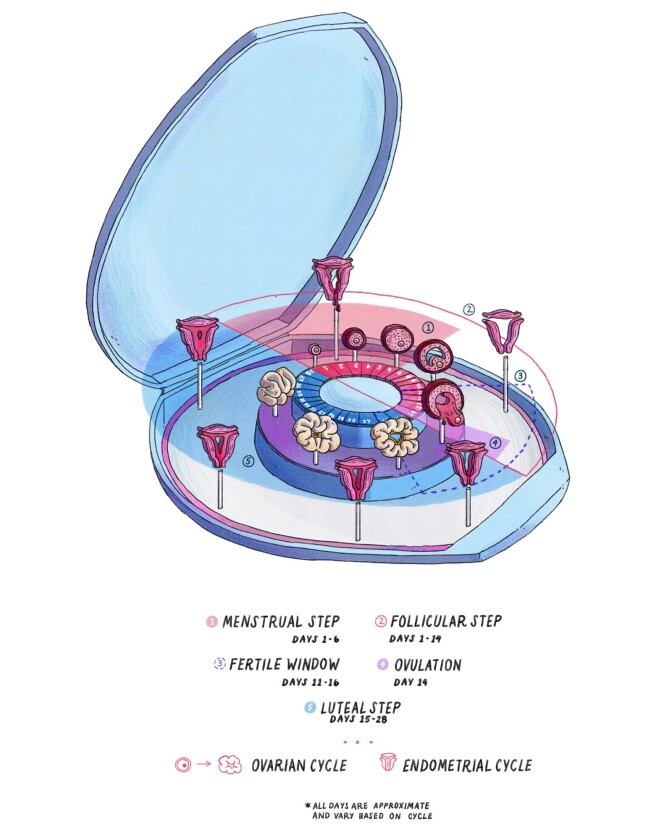 An illustration showing a circular birth control packet and the corresponding four steps of the menstrual cycle.