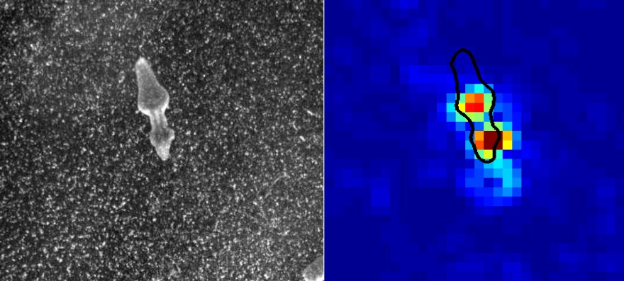 ImageJ=1.49g