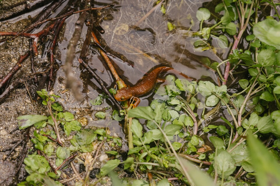 A burnt orange newt with textured skin makes its way out of a pool habitat full of green plants. 