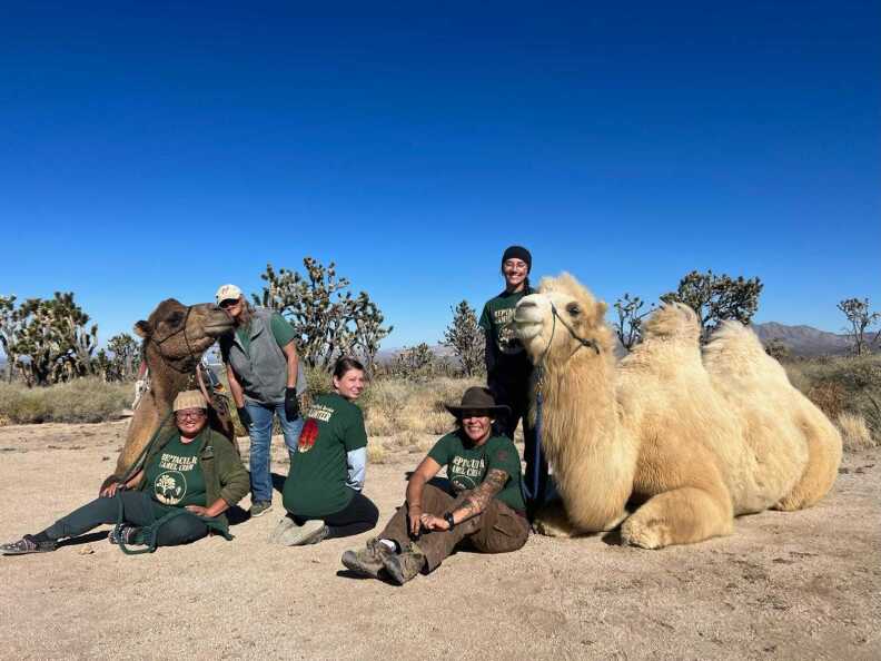 A group of people in hats and sunglasses sitting and standing next to and between two camels.