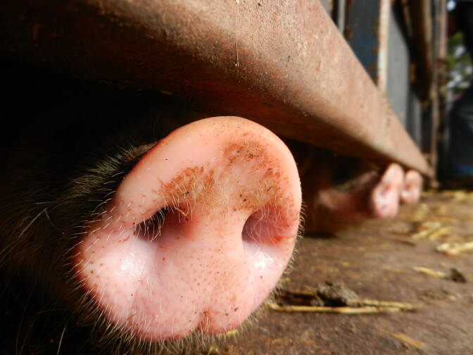 A group of pigs resting at a livestock farm.