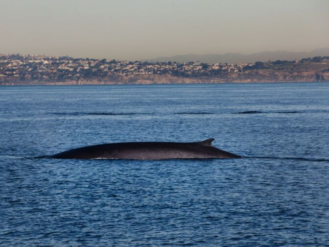 A fin whale swims off the coast of Los Angeles. These whales can get up to 70-feet long and weigh up to 150,000-lb, making it the second largest animal on earth.