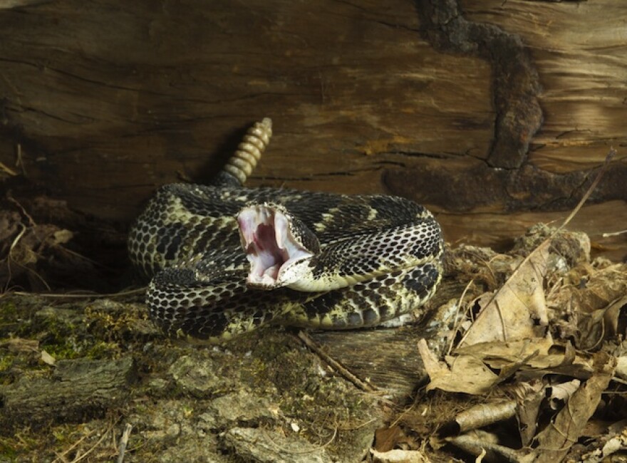 rattlesnake.jpg