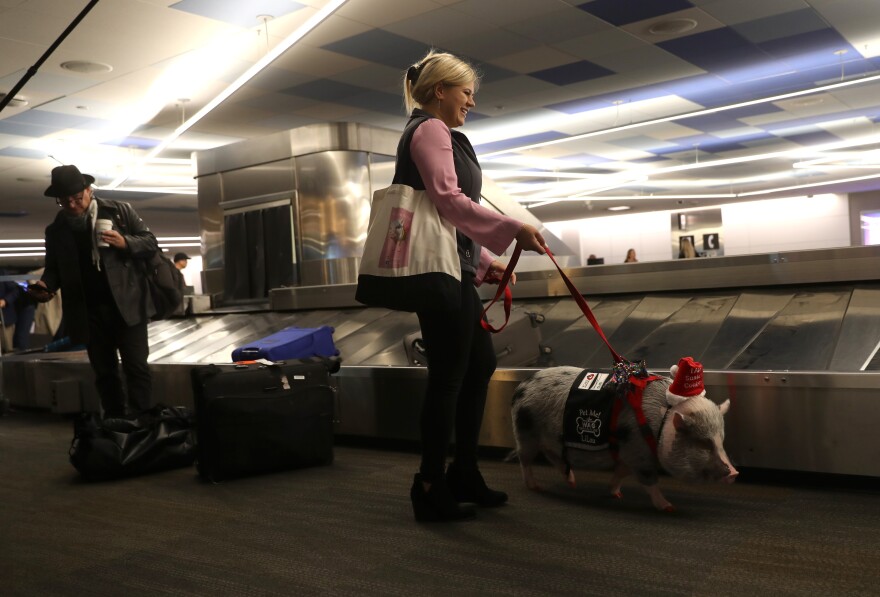 SAN FRANCISCO, CALIFORNIA - DECEMBER 10: Tatyana Danilova walks her pet pig named LiLou through the United terminal at San Francisco International Airport (SFO) on December 10, 2019 in San Francisco, California. LiLou, a five year-old Juliana pig is a member of SFO's Wag Brigade that brings therapy animals to airport's departure area to greet passengers as they wait for their flights. (Photo by Justin Sullivan/Getty Images)