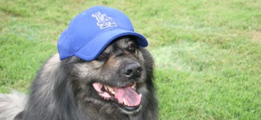 foley_dodger.jpg