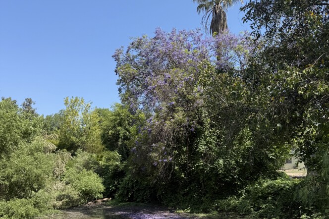 A jacaranda tree is full of purple booms. The blooms have dropped onto a pond below, making a purple carpet. 