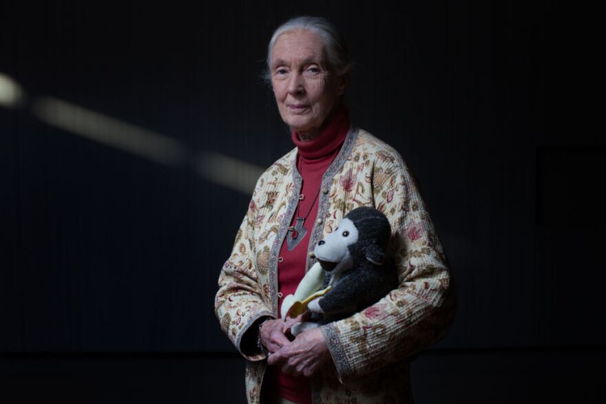 Jane Goodall is the grand marshall of the 2013 Rose Parade. Goodall always travels with Mr. H, a stuffed monkey given to her in 1996 by her good friend Gary Haun, who was a blind magician.