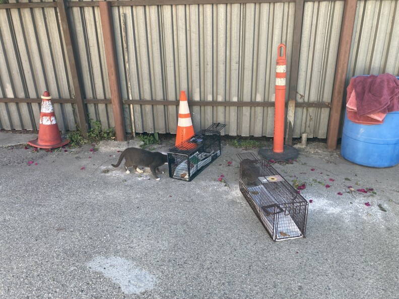 Two gray cats near two rectangular wire traps in a parking lot, near some orange traffic cones by a fence.