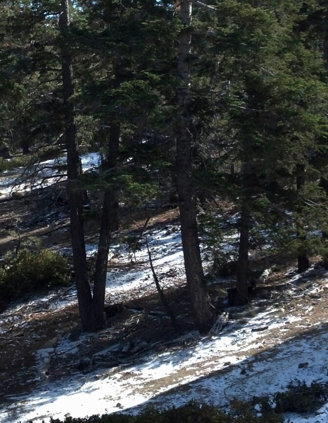 The lack of snow on Big Bear Mountain can be seen just off of the ski runs in this photo taken on January 31, 2014. The ski areas are being supplied with snow made by machines.