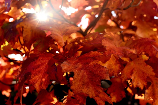 Sun shines through leaves in autumnal colors on October 11, 2015 in Essen, western Germany.
