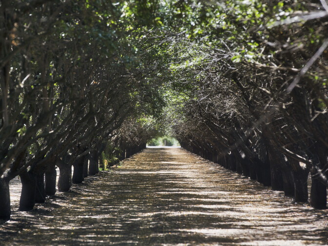 There are three weather stations spread across the almond farm, as some areas of the farm have different soil characteristics and shade coverage. Trees at the end of each row see more sunlight and therefore require more water.