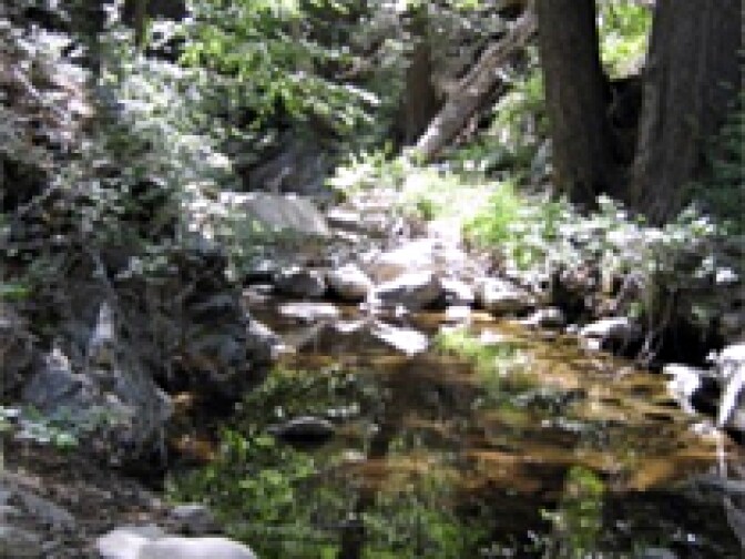 Little Rock Creek, in the Angeles National Forest, is protected by steep hillsides. Frogs in the creek are protected by federal and state law.