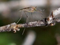 File photo: A mosquito sits on a stick April 9, 2009 in Martinez, California.