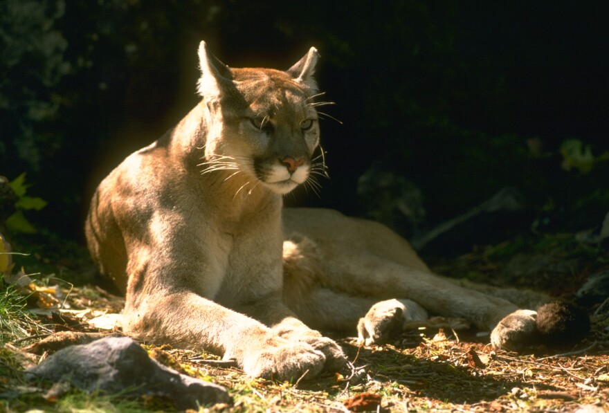 A tan mountain lion with a dark brown snout and eyelids lies down in a bed of grass surround by rocks with pointed ears. His paws sit in front of him. The front half of his body is covered in sunlight.