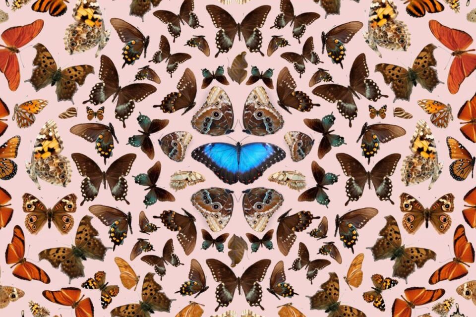 a graphic designed image of dozens of butterflies arranged around a blue and black colored butterfly in the center.