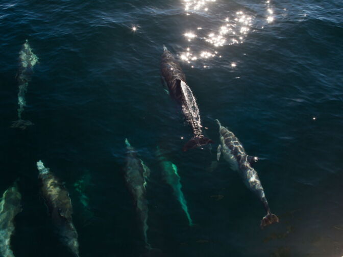 A megapod of common dolphins swim off the shores of Catalina Island.
