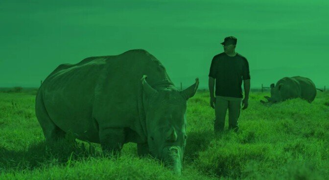 Green hued photo of two rhinoceros and a man in a field of grass.