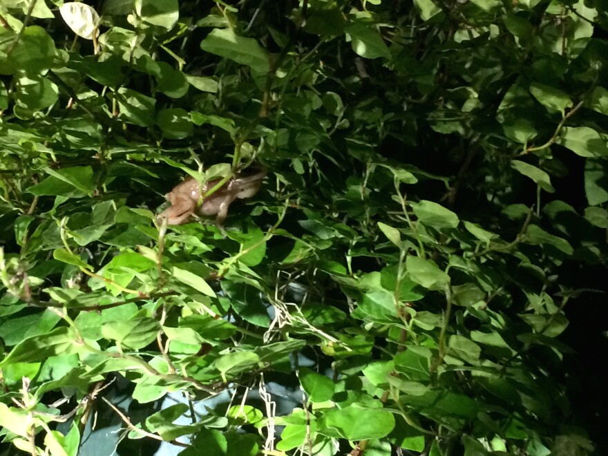 A male coqui frog hides within a plant at a tropical nursery in Torrance.