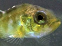 Nervous rockfish like to hide in shadows. A new study suggest that rising ocean acidification may exacerbate this odd, nervous behavior.