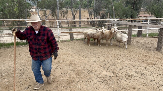 A man in a red checked shirt, jeans, and cowboy hat holds a staff in a pen with a small flock of sheep in the background.