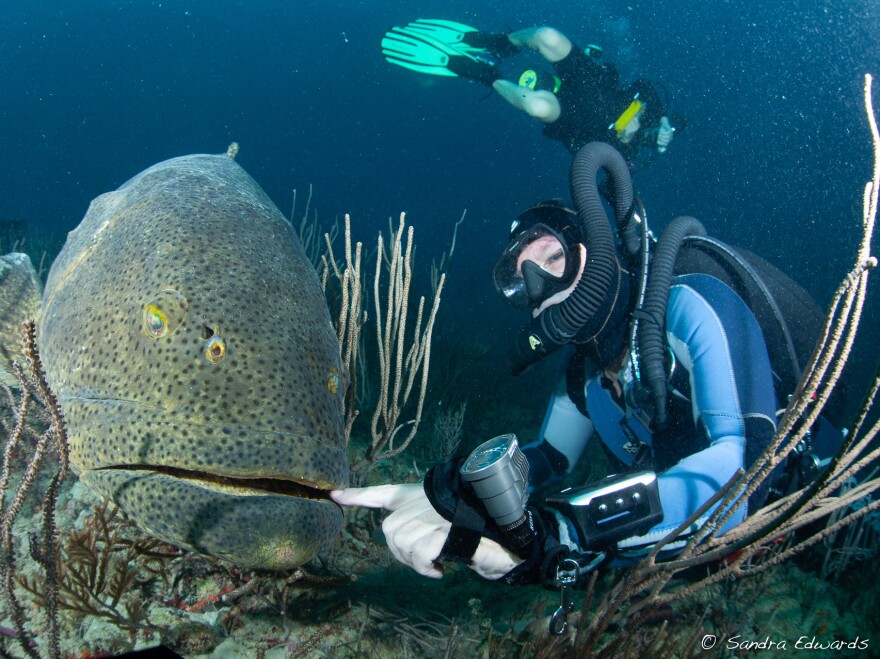Because of their size, goliath groupers are nearly fearless and easy prey for fishermen and divers with spearguns.