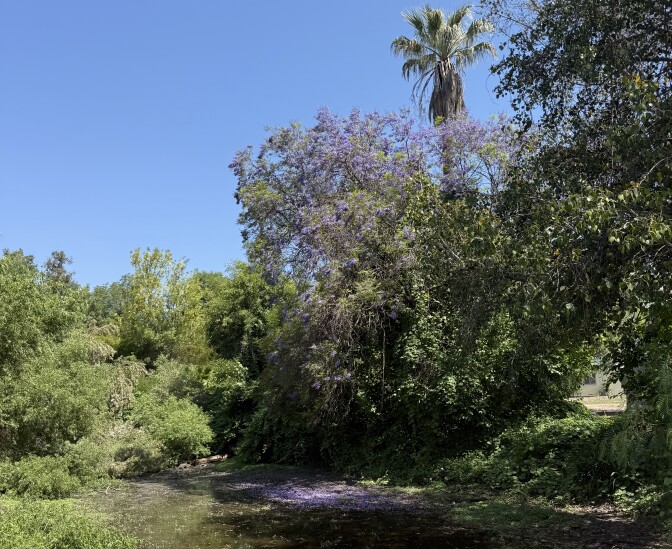 A jacaranda tree is full of purple booms. The blooms have dropped onto a pond below, making a purple carpet. 
