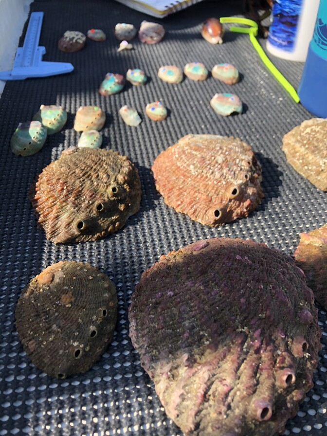 Scientific divers measured and classified empty abalone shells found near an experimental white abalone out-planting site off the greater Los Angeles coast